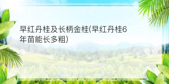 早红丹桂及长柄金桂(早红丹桂6年苗能长多粗)