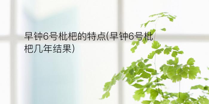 早钟6号枇杷的特点(早钟6号枇杷几年结果)