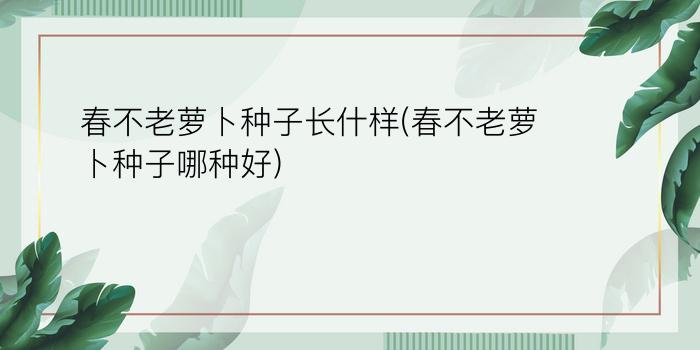 春不老萝卜种子长什样(春不老萝卜种子哪种好)