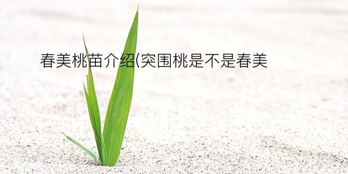 春美桃苗介绍(突围桃是不是春美)