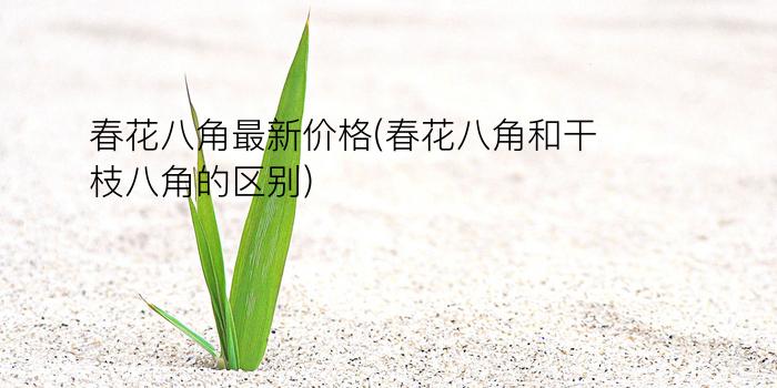 春花八角最新价格(春花八角和干枝八角的区别)