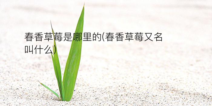 春香草莓是哪里的(春香草莓又名叫什么)