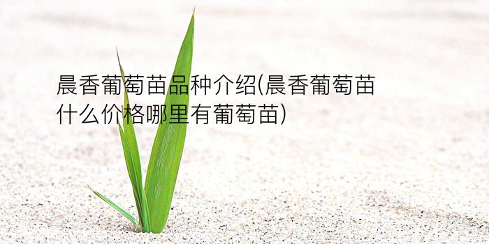 晨香葡萄苗品种介绍(晨香葡萄苗什么价格?哪里有葡萄苗?)