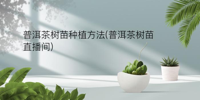 普洱茶树苗种植方法(普洱茶树苗直播间)