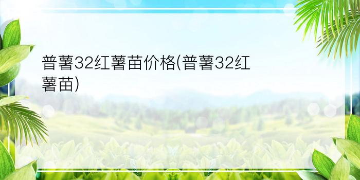 普薯32红薯苗价格(普薯32红薯苗)