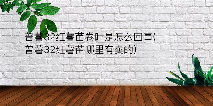 普薯32红薯苗卷叶是怎么回事(普薯32红薯苗哪里有卖的)