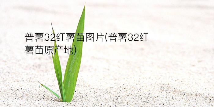 普薯32红薯苗图片(普薯32红薯苗原产地)