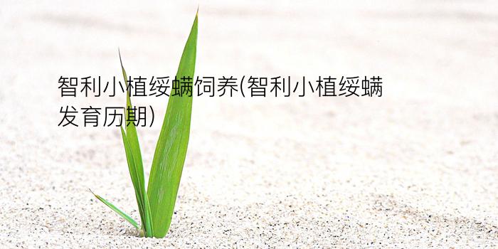 智利小植绥螨饲养(智利小植绥螨发育历期)