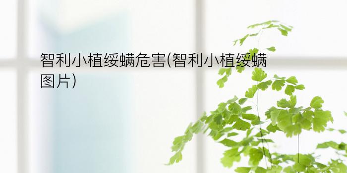 智利小植绥螨危害(智利小植绥螨图片)