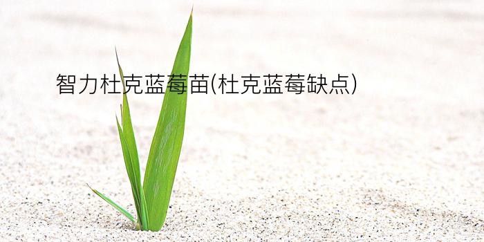 智力杜克蓝莓苗(杜克蓝莓缺点)