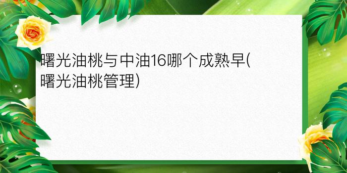 曙光油桃与中油16哪个成熟早(曙光油桃管理)