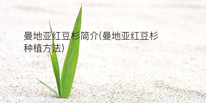 曼地亚红豆杉简介(曼地亚红豆杉种植方法)