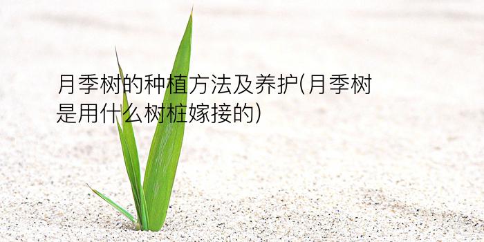 月季树的种植方法及养护(月季树是用什么树桩嫁接的)