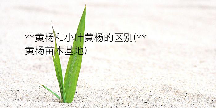 **黄杨和小叶黄杨的区别(**黄杨苗木基地)