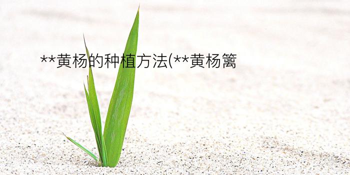 **黄杨的种植方法(**黄杨篱)