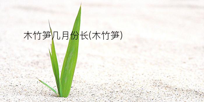 木竹笋几月份长(木竹笋)