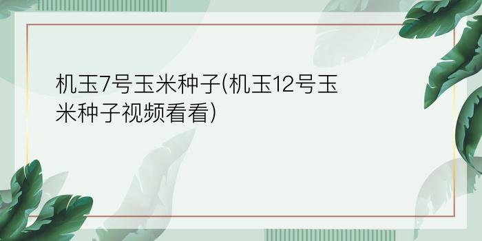 机玉7号玉米种子(机玉12号玉米种子视频看看)