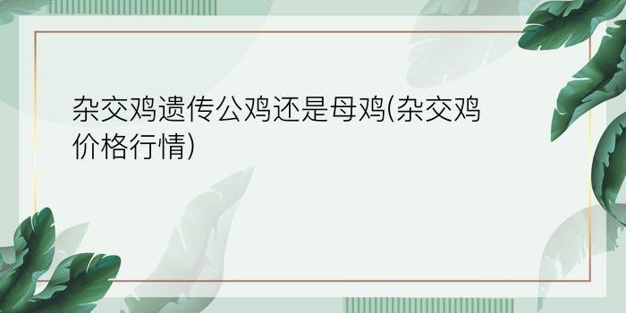 杂交鸡遗传公鸡还是母鸡(杂交鸡价格行情)