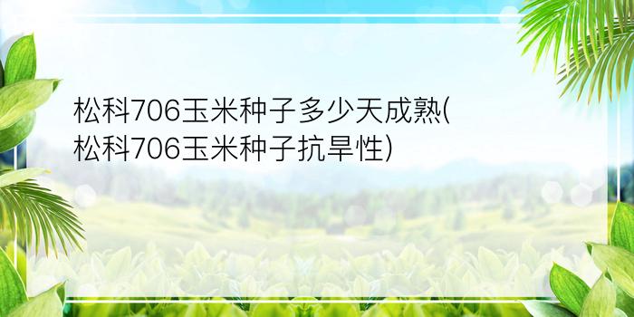 松科706玉米种子多少天成熟(松科706玉米种子抗旱性)