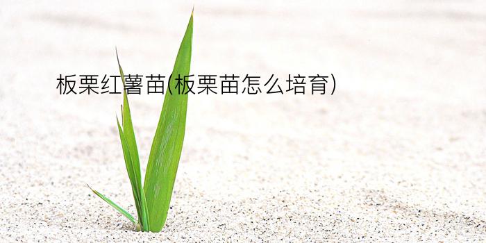 板栗红薯苗(板栗苗怎么培育)