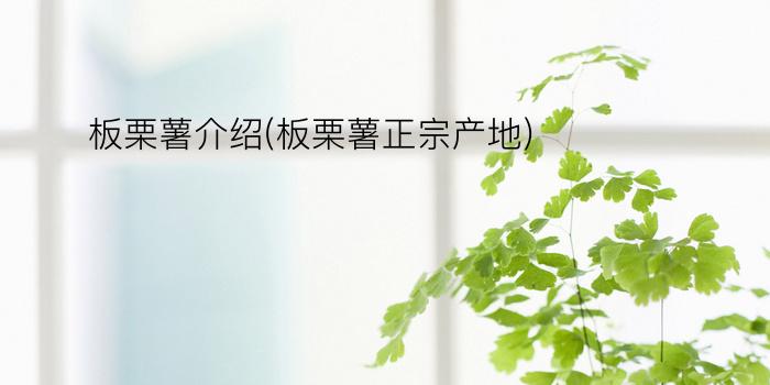 板栗薯介绍(板栗薯正宗产地)