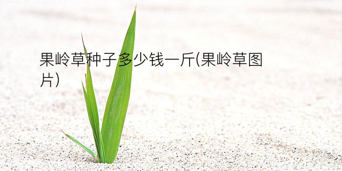 果岭草种子多少钱一斤(果岭草图片)