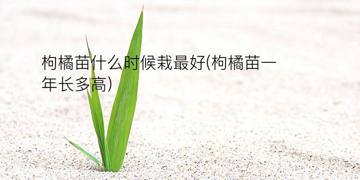 枸橘苗什么时候栽最好(枸橘苗一年长多高)