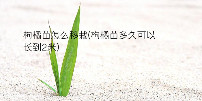 枸橘苗怎么移栽(枸橘苗多久可以长到2米)