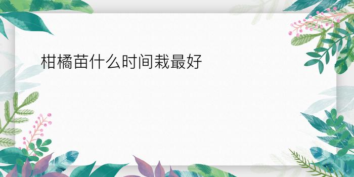 柑橘苗什么时间栽最好