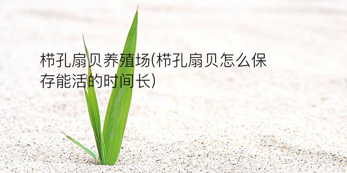 栉孔扇贝养殖场(栉孔扇贝怎么保存能活的时间长)