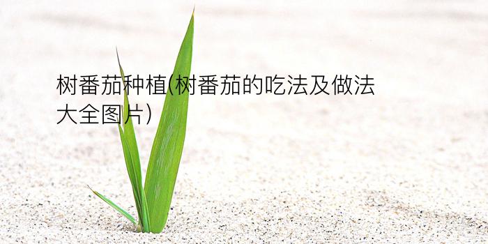 树番茄种植(树番茄的吃法及做法大全图片)