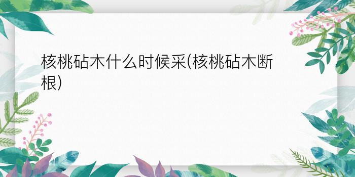 核桃砧木什么时候采(核桃砧木断根)