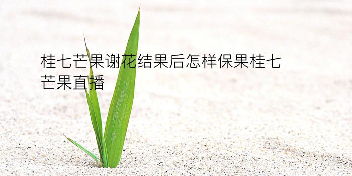 桂七芒果谢花结果后怎样保果桂七芒果直播