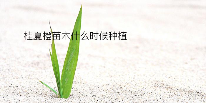 桂夏橙苗木什么时候种植