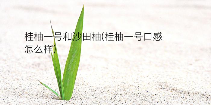 桂柚一号和沙田柚(桂柚一号口感怎么样)