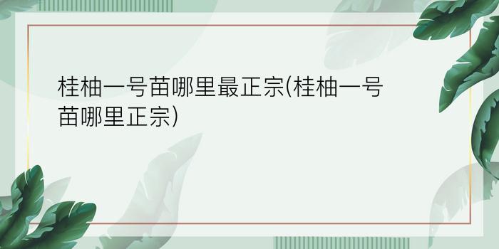 桂柚一号苗哪里最正宗(桂柚一号苗哪里正宗)