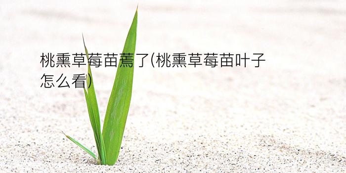 桃熏草莓苗蔫了(桃熏草莓苗叶子怎么看)