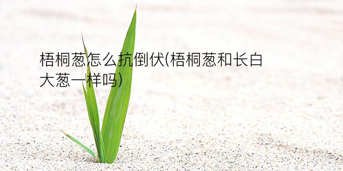 梧桐葱怎么抗倒伏(梧桐葱和长白大葱一样吗)