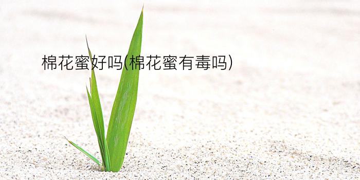 棉花蜜好吗(棉花蜜有毒吗)