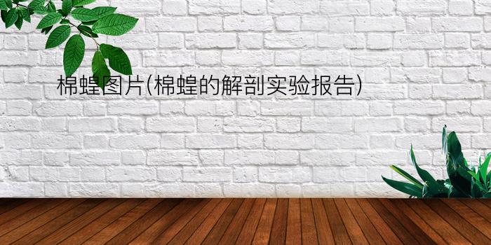 棉蝗图片(棉蝗的解剖实验报告)