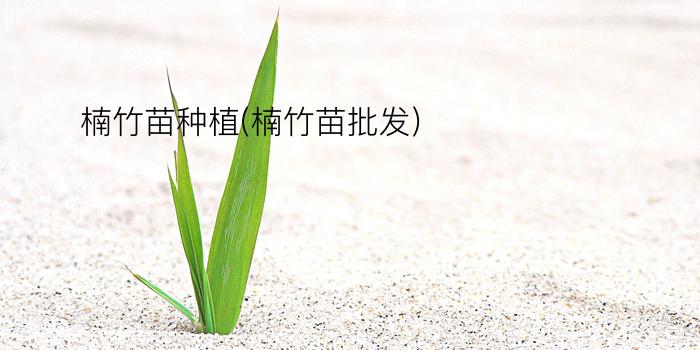 楠竹苗种植(楠竹苗批发)