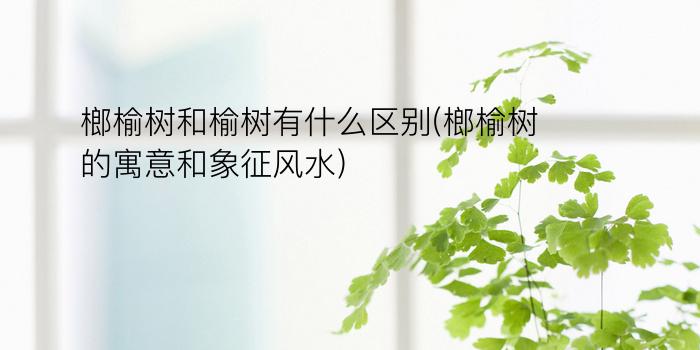 榔榆树和榆树有什么区别(榔榆树的寓意和象征风水)