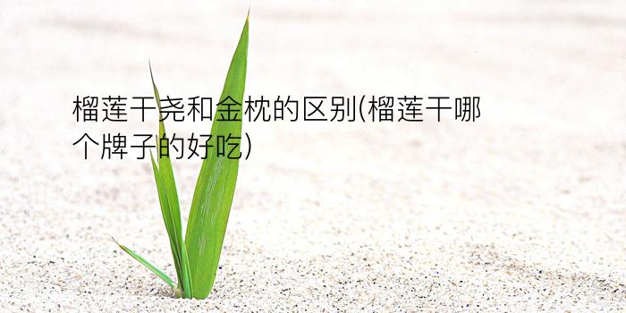 榴莲干尧和金枕的区别(榴莲干哪个牌子的好吃)