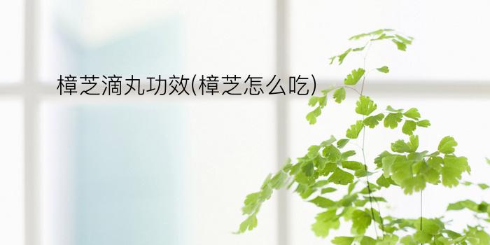 樟芝滴丸功效(樟芝怎么吃)