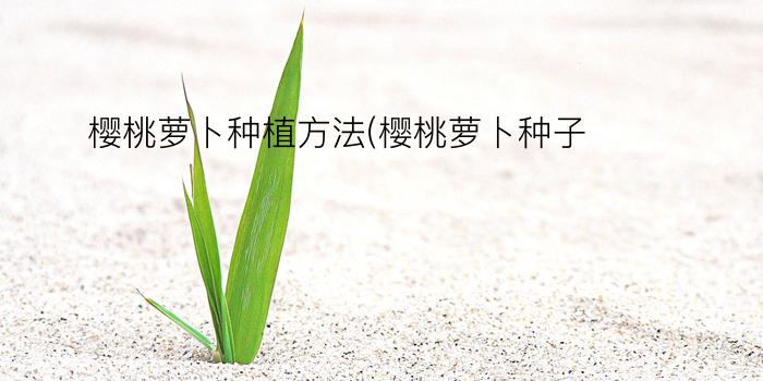 樱桃萝卜种植方法(樱桃萝卜种子)