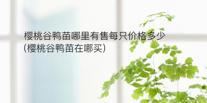 樱桃谷鸭苗哪里有售每只价格多少(樱桃谷鸭苗在哪买)