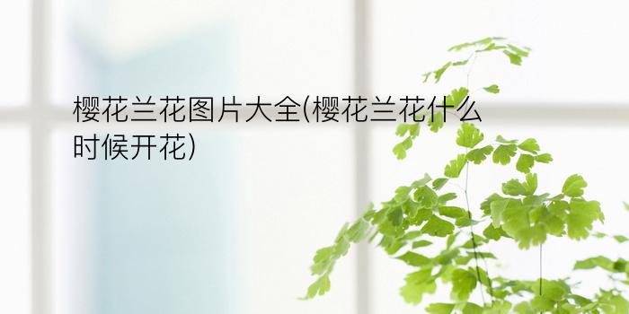 樱花兰花图片大全(樱花兰花什么时候开花)