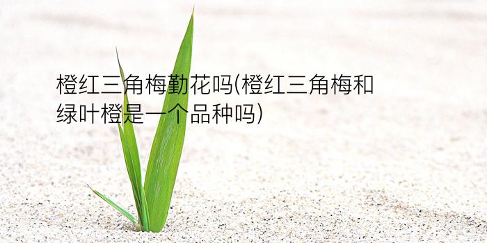 橙红三角梅勤花吗(橙红三角梅和绿叶橙是一个品种吗?)