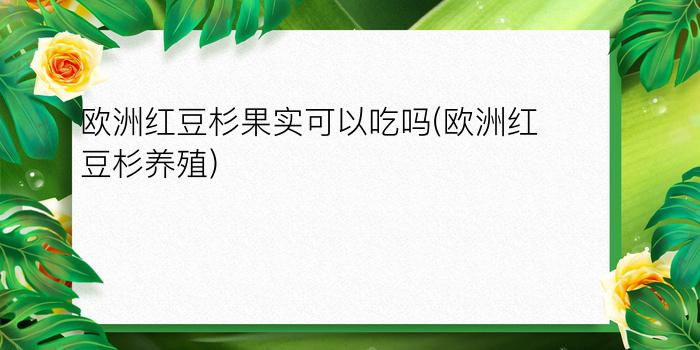 欧洲红豆杉果实可以吃吗(欧洲红豆杉养殖)