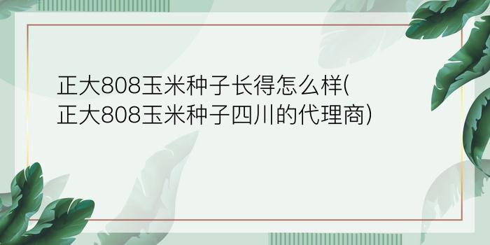 正大808玉米种子长得怎么样(正大808玉米种子四川的代理商)